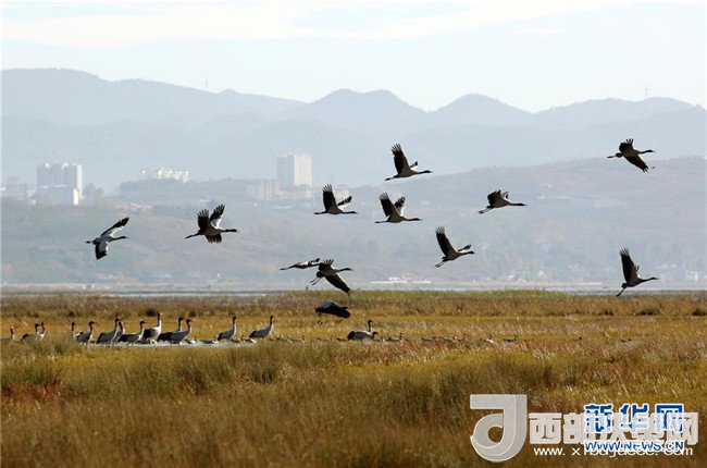 1510884503457169.jpg 1.jpg