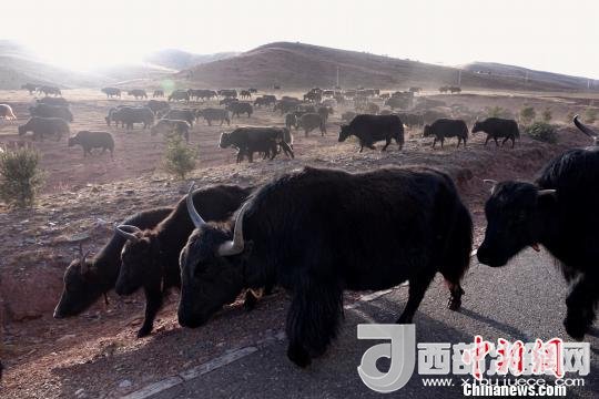 西藏每年存欄約420萬(wàn)頭牦牛，牦牛產(chǎn)業(yè)發(fā)展是推動(dòng)西藏畜牧業(yè)可持續(xù)發(fā)展和農(nóng)牧民脫貧致富的重要產(chǎn)業(yè)。圖為西藏牦牛?！O翔 攝