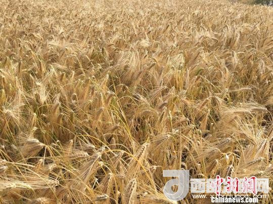 2017年西藏青稞種植面積達(dá)210多萬(wàn)畝，占糧食播種面積的75%。圖為成熟期的青稞?！⊥跤窳?攝