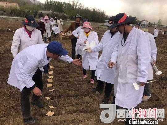 圖為研究員實(shí)地調(diào)研青稞生長(zhǎng)土壤?！⊥跤窳?攝