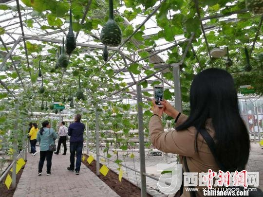 山西省郵政管理局積極推動(dòng)“一市一品”農(nóng)特產(chǎn)品進(jìn)城項(xiàng)目。 資料圖 楊杰英 攝