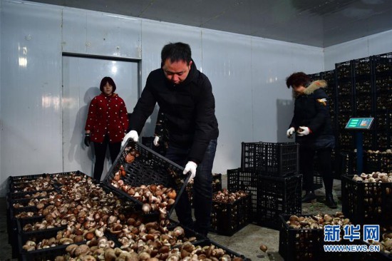 (走基層 聽(tīng)民聲)(3)河南魯山:香菇種植助農(nóng)致富