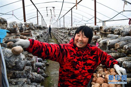 (走基層 聽(tīng)民聲)(1)河南魯山:香菇種植助農(nóng)致富