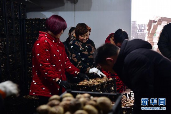 (走基層 聽(tīng)民聲)(4)河南魯山:香菇種植助農(nóng)致富