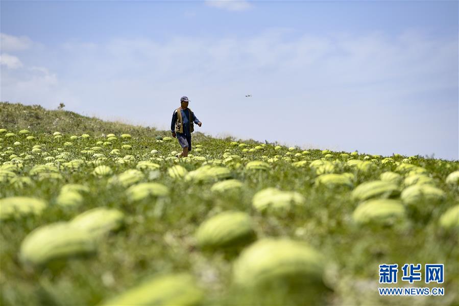 （壯麗70年·奮斗新時代——共和國發(fā)展成就巡禮·圖文互動）（4）生態(tài)美、百姓富——品讀嶄新“寧夏畫卷”