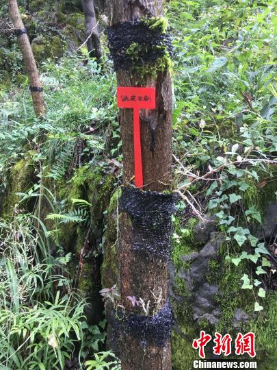 貴州同威生物科技有限公司鐵皮石斛種植?！≈軏?攝