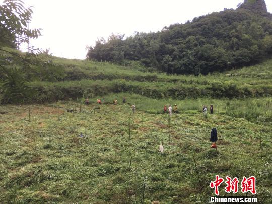 貴州同威生物科技有限公司天麻種植基地?！≈軏?攝