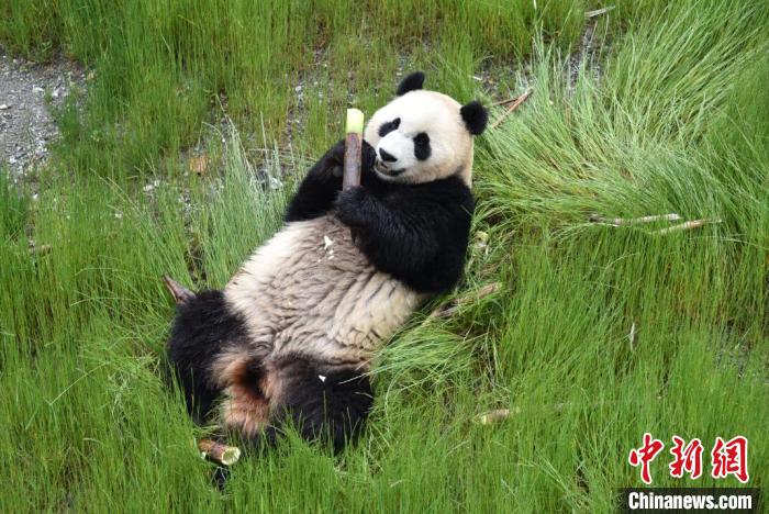 九寨溝熊貓園里的大熊貓?！【耪瘻峡h委宣傳部提供 攝