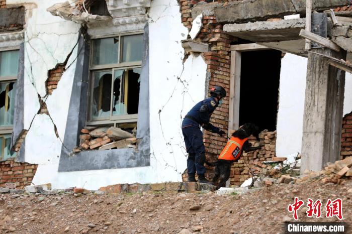 圖為搜救犬進(jìn)行模擬搜救。青海省應(yīng)急廳